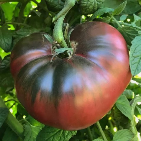 Cherokee Purple Tomato Non Gmo Vegetable Heirloom 120 Seeds for Garden Planting