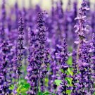 25,000+ Lavender for Planting Common English Vegetable Heirloom 100 Seeds for Garden Planting