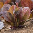 Red Romaine Lettuce Non Gmo Vegetable Heirloom 1000 Seeds for Garden Planting