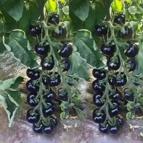 European Black Cherry Tomato Vegetable Heirloom 120 Seeds for Garden Planting