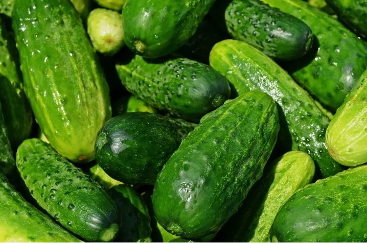 Spacemaster Cucumber Non Gmo Vegetable Heirloom 30 Seeds for Garden Planting