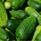 Spacemaster Cucumber Non Gmo Vegetable Heirloom 30 Seeds for Garden Planting