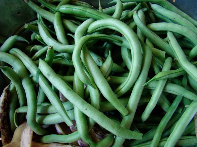 Blue Lake Bush 274 Green Bean Non Gmo Vegetable Heirloom 10 Seeds for Garden Planting