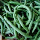 Blue Lake Bush 274 Green Bean Non Gmo Vegetable Heirloom 10 Seeds for Garden Planting