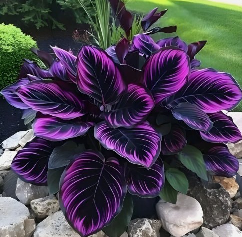 Purple Tip Calathea Couture Flower Non Gmo Vegetable Heirloom 15 Seeds for Garden Planting