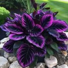 Purple Tip Calathea Couture Flower Non Gmo Vegetable Heirloom 15 Seeds for Garden Planting