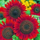 Sunflower Vibrant Red Velvet Queen Vegetable Heirloom 10 Seeds for Garden Planting