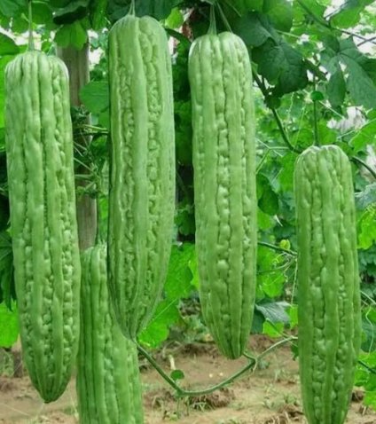 Green Skin Long Bitter Gourd Vegetable Heirloom 10 Seeds for Garden Planting