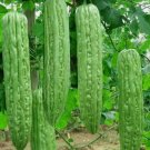Green Skin Long Bitter Gourd Vegetable Heirloom 10 Seeds for Garden Planting