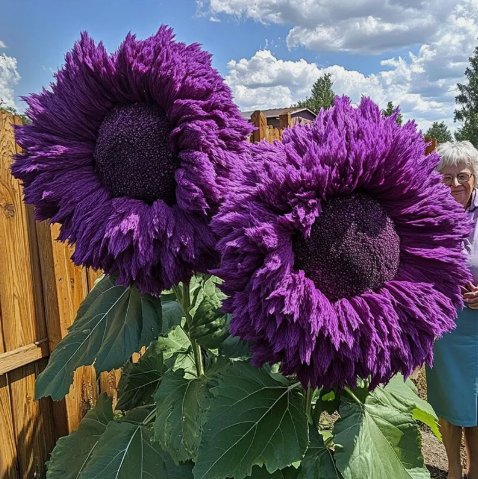 Purple Enchanting Giant Teddy Bear Sunflower Vegetable Heirloom 50 Seeds for Garden Planting