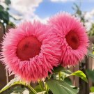 Rare Pink Enchanting Giant Teddy Bear Sunflower Vegetable Heirloom 50 Seeds for Garden Planting