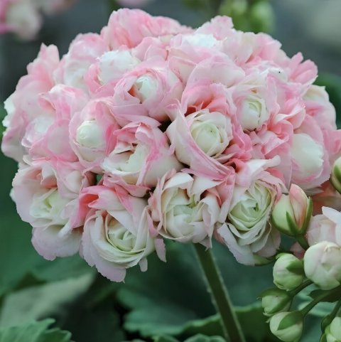 Appleblossom Geranium Vegetable Heirloom 15 Seeds for Garden Planting