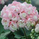 Appleblossom Geranium Vegetable Heirloom 15 Seeds for Garden Planting