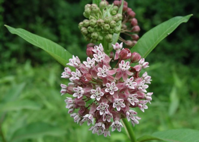 Common Milkweed Attract Monarch Butterflies Vegetable Heirloom 35 Seeds for Garden Planting