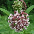 Common Milkweed Attract Monarch Butterflies Vegetable Heirloom 35 Seeds for Garden Planting