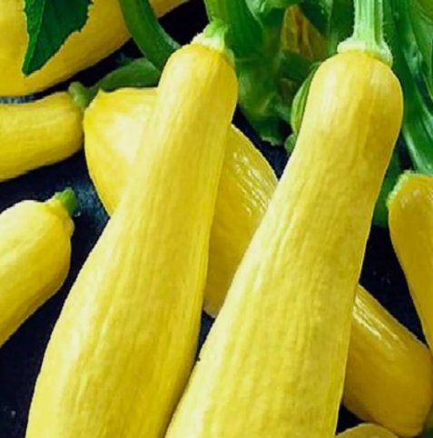Straightneck Squash Vegetable Heirloom 5 Seeds for Garden Planting