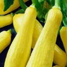 Straightneck Squash Vegetable Heirloom 5 Seeds for Garden Planting