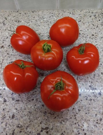 Early Girl Tomato Vegetable Heirloom 20 Seeds for Garden Planting