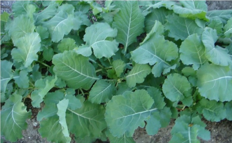 Georgia Southern Collard Vegetable Heirloom 250 Seeds for Garden Planting