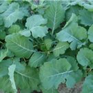 Georgia Southern Collard Vegetable Heirloom 250 Seeds for Garden Planting