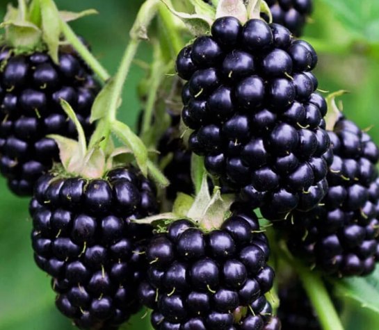 Giant Thornless Blackberry Seeds Fruit Vegetable Heirloom 100 Seeds for Garden Planting