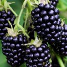 Giant Thornless Blackberry Seeds Fruit Vegetable Heirloom 100 Seeds for Garden Planting