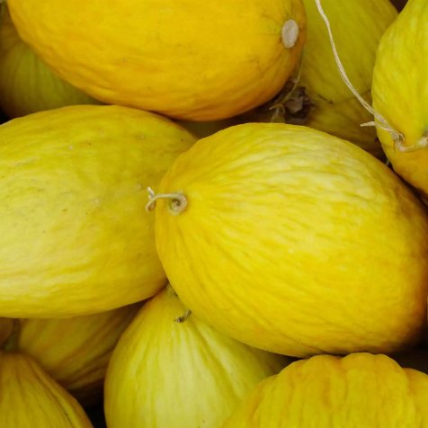 Crenshaw Melon Cranshaw Vegetable Heirloom 35 Seeds for Garden Planting