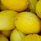 Crenshaw Melon Cranshaw Vegetable Heirloom 35 Seeds for Garden Planting