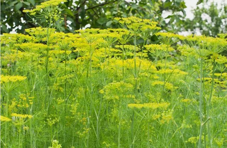 Mammoth Long Island Dill Vegetable Heirloom 700 Seeds for Garden Planting