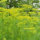 Mammoth Long Island Dill Vegetable Heirloom 700 Seeds for Garden Planting