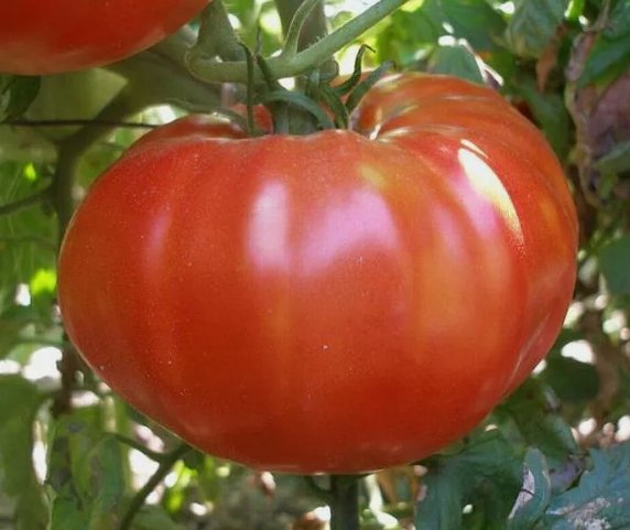 Oxheart Tomato Giant Tomato Vegetable Heirloom 30 Seeds for Garden Planting