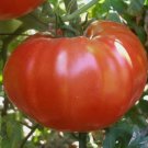 Oxheart Tomato Giant Tomato Vegetable Heirloom 30 Seeds for Garden Planting