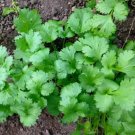 Leisure Cilantro Tomato Vegetable Heirloom 125 Seeds for Garden Planting