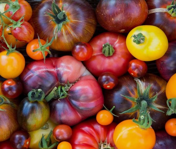 Rainbow Beefsteak Tomato Vegetable Heirloom 50 Seeds for Garden Planting