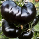 Black Sea Man Tomato Vegetable Heirloom 120 Seeds for Garden Planting