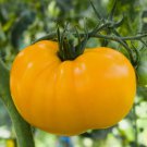 Yellow Brandywine Tomato Vegetable Heirloom 30 Seeds for Garden Planting