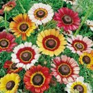 Painted Daisy Vegetable Heirloom 100 Seeds for Garden Planting