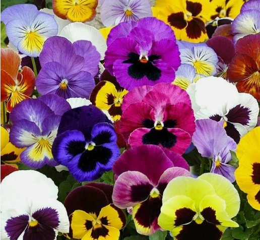 Pansy Swiss Giant Mix Flower&Acirc;&nbsp;Vegetable Heirloom 60 Seeds for Garden Planting