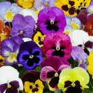 Pansy Swiss Giant Mix Flower Vegetable Heirloom 60 Seeds for Garden Planting