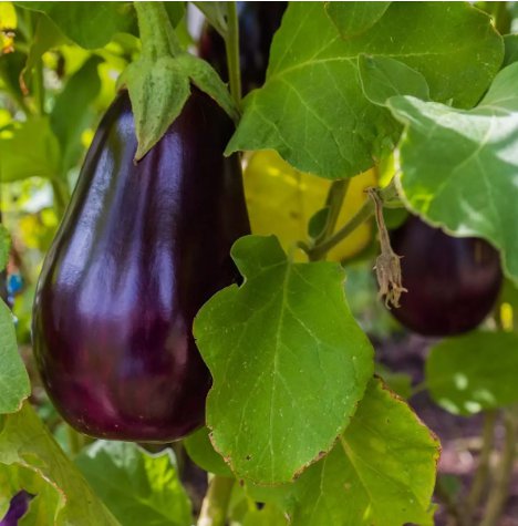 Florida Market Eggplant Vegetable Heirloom 150 Seeds for Garden Planting