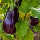 Florida Market Eggplant Vegetable Heirloom 150 Seeds for Garden Planting