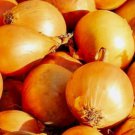 Utah Yellow Sweet Spanish Onion Vegetable Heirloom 50 Seeds for Garden Planting