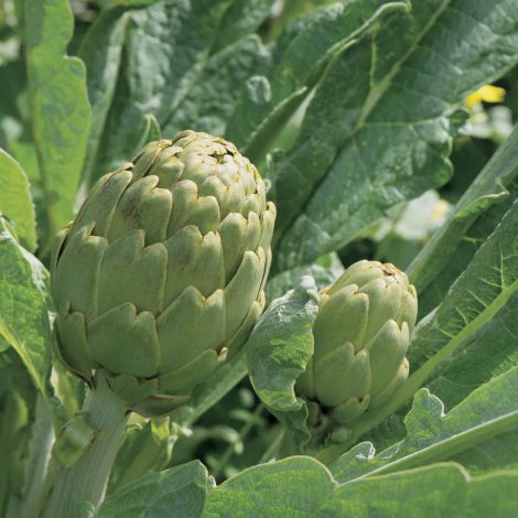 Green Globe Artichoke Vegetable Heirloom 20 Seeds for Garden Planting
