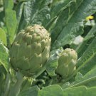 Green Globe Artichoke Vegetable Heirloom 20 Seeds for Garden Planting