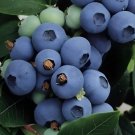 Highbush Blueberry Northern Vegetable Heirloom 200 Seeds for Garden Planting