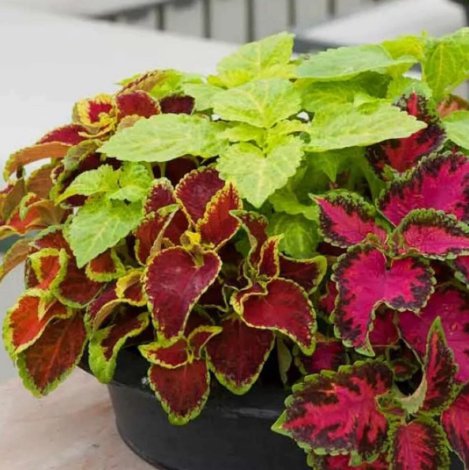 Coleus Rainbow Mix Vegetable Heirloom 500 Seeds for Garden Planting