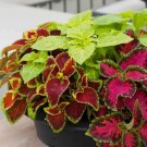 Coleus Rainbow Mix Vegetable Heirloom 500 Seeds for Garden Planting