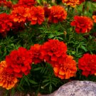 French Fireball Deep Red & Orange Marigold Vegetable Heirloom 25 Seeds for Garden Planting