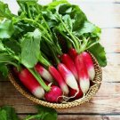 French Breakfast Radish Vegetable Heirloom 200 Seeds for Garden Planting