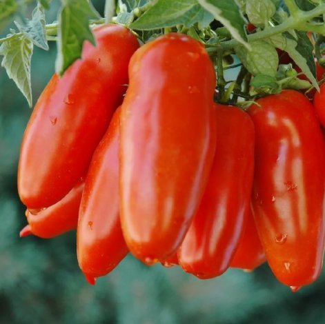 San Marzano Tomato Vegetable Heirloom 25 Seeds for Garden Planting